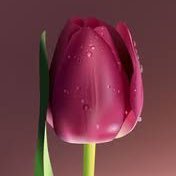 zoya04828385's profile picture. 