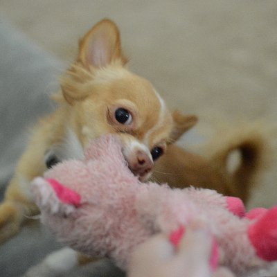 World-loving vegan. 日本語を勉強しています。 https://t.co/BQlS9xgBS0 🏳️🌈 aspec-bi/pan. AVM survivor
