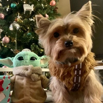 ChewieDoggo's profile picture. Tiniest Wookie, Fan of Laps, Complete Boss tbqh