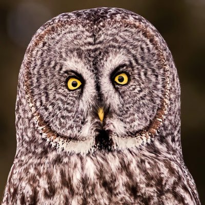 tienduy274's profile picture. A gamer and a weeb