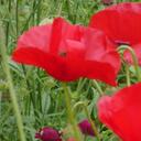 donna poore - @poppydon - Twitter