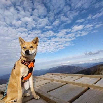 四国の山からやってきた
雑種犬クリンちゃんの魅力をお伝えします。
犬好き集まれぇ〜🐶♥
Instagram➡ kurin_kurin_
YouTubeはじめました！
➡︎https://t.co/tuJyj2VVHo

※無言フォローすみません💦