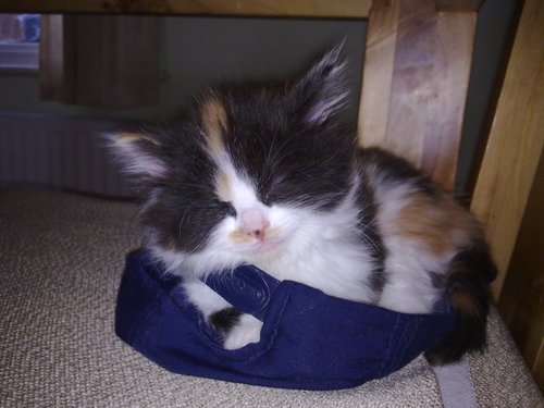 karenayling's profile picture. Out of retirement and back to work.