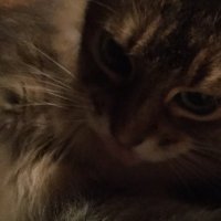 村瀬歩 (@murase_pipipi) 's Twitter Profile Photo