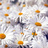 Olya096's profile image