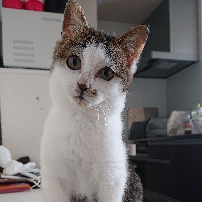 はじめまして。
不幸な命がなくなることを願って、
個人でひっそりと保護猫活動をしています。
1匹でも多くの子たちが幸せになれますように。幸せになるための命でありますように。リリースした子たちがお腹いっぱい食べれるように、そして保護した命を幸せに繋げるために、お力を貸してください🙏✨️