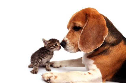 The BEST Daily Deals For Pets on the PLANET ! Save up to 90% on EVERYTHING your Pet LOVES !. Refer friends and make MONEY with us EVERYDAY !! :-)