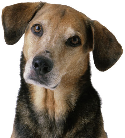 FindMyDog's profile picture. Send Lost Dog Pictures to findmydog.1911@twitpic.com Include location in subject line