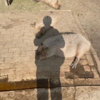 あも (@nagasa___) 's Twitter Profile