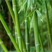 Bambu Hijau