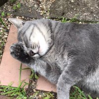 Yammy (@popura02300) Twitter profile photo