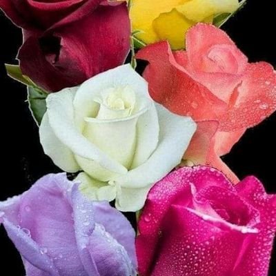 زوجه كويتية أو مصرية أو مقيمه في الكويت لا يهم السن ولا يهم الحاله الاجتماعيه الموافقة تكلمني على الخاص أو تعمل متابعه