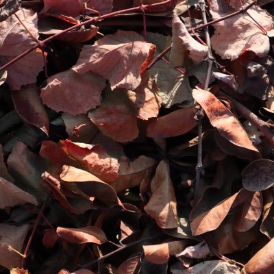 SpicyTacos4life's profile picture. currently listening to anything that Jack Antonoff works on || she/her🌈