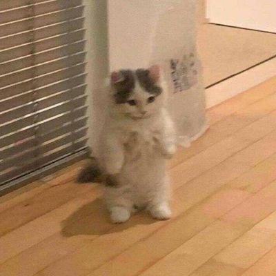 Weiwei2235's profile picture. 杂食党