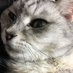 🐈🌕朔夜 (@hkrgytrny2ew4x2) Twitter profile photo 🐈🌕朔夜 (@hkrgytrny2ew4x2) Twitter profile photo
