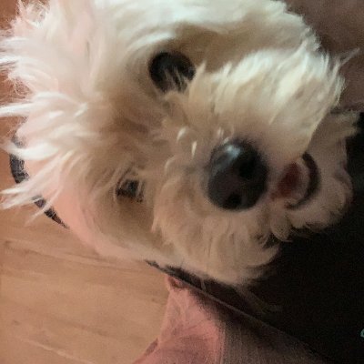 Necesito dinero para curar la pata de mi perro. El se llama Thor tiene 5 años y desgraciadamente, la semana pasada lo atropellaron.