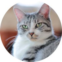 sasa (@silbertigger) 's Twitter Profile