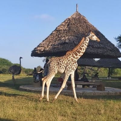 _Cheptoo__'s profile picture. 