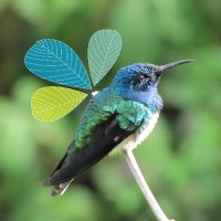 Cari-Bois Environmental News Network (@cariboisnews) 's Twitter Profile