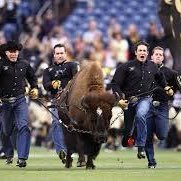 go buffs