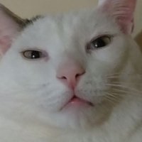 m_rompinelli (@rompinellim) 's Twitter Profile