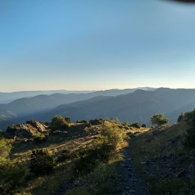 dazioletti's profile picture. 