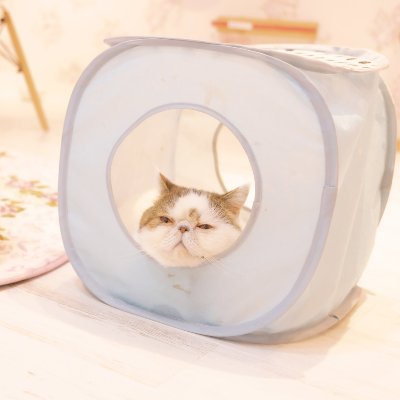 癒しの動物動画まとめ 朗報 お散歩ではしゃぎ回る子供が可愛すぎると話題に悶絶 二足歩行できるワン 可愛い犬 癒しの動物動画まとめ 朗報 お散歩ではしゃぎ回る子供が可愛すぎると話題に悶絶 二足歩行できるワン 可愛い犬