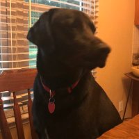 Dr. Labrador (@proud_damn) 's Twitter Profile