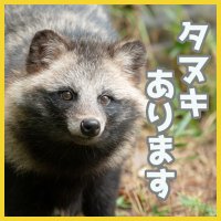 狐狸写館/ナカムラサエ(@korishakan) 's Twitter Profile Photo