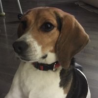 Nancy Farmer (@ncfarmer321) 's Twitter Profile