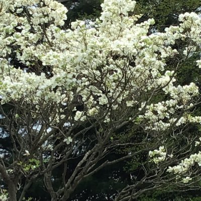 lynnwrites5's profile picture. 