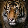 bigcat02's profile picture. Wrong is wrong even if everyone is doing it, right is right even if no one is doing it . St. Augustine. Anti regimenes totalitarios , autoritarios y dictadores