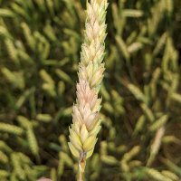 Carl Bradley (@cropdisease) 's Twitter Profile