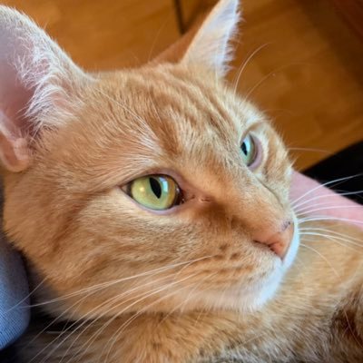 otis_manxy_cat Profile Picture