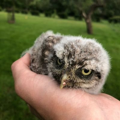 bladharken's profile picture. 