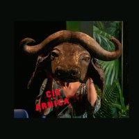 cie arnica (@arnicacie) 's Twitter Profile
