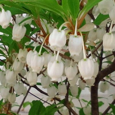 満天星 Tsuyuno Atosaki Twitter