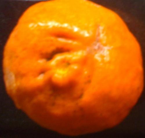 I grow things in my front yard, cook them and talk about them.

My name is Chris Brandow