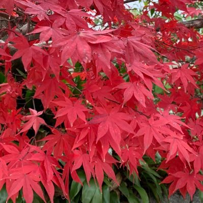 RokuMiki's profile picture. 御朱印巡りにハマり、今はたけもねにハマってます。無言フォローすみません🙏