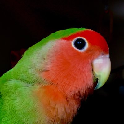 zerentrz's profile picture. 