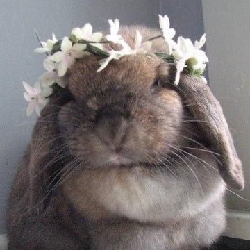 ConejosGorditos's profile picture. amo a todos los conejitos gorditos!!