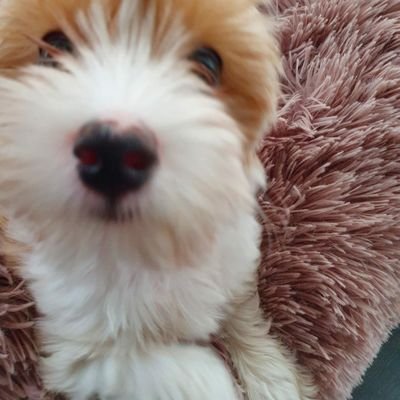 codezwart1's profile picture. verdrietig