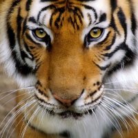 StrongTiger (@strongtigerwz) 's Twitter Profile