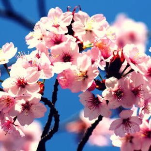 KayaEcrinnur's profile picture. 