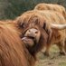 Travel Scotland Goals (@travelscotgoals) Twitter profile photo Travel Scotland Goals (@travelscotgoals) Twitter profile photo