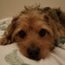 Ezzie Lit (@zolittle1) Twitter profile photo Ezzie Lit (@zolittle1) Twitter profile photo