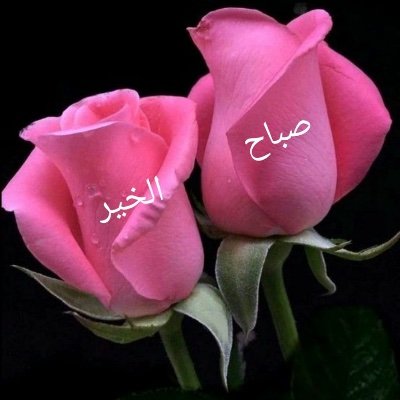 NyqoNgBgFl9eaKB's profile picture. ( ما جادلت عالما ً إلا غلبته وما جادلت جاهلاً إلا غلبني )