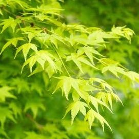 tthbtbsecond's profile picture. しょーとかぁっとの〜                                きーみーにこいーして〜