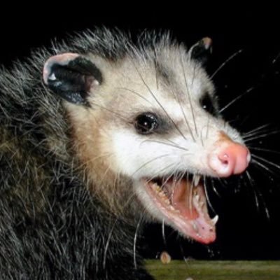 CM_CarpeDiem99's profile picture. en el 1940 ya me hubieran lobotomizado