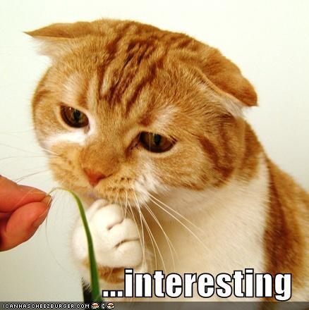 EmeraldMews's profile picture. Nip-a-holic, pro mouser, all around biscuit maker, and lover of yarn.
#EDS #Resist #CatsAgainstTrump